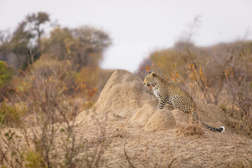 Male leopard ( Panthera Pardus) sitting on a termite mound, Timbavati Game Reserve, South Africa.