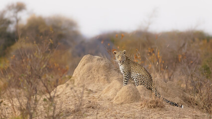 Male leopard ( Panthera Pardus) sitting on a termite mound, Timbavati Game Reserve, South Africa.