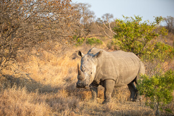 A male white rhinoceros (Ceratotherium simum) in the early morning light, Timbavati Game Reserve, South Africa.