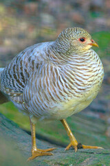 Oiseau