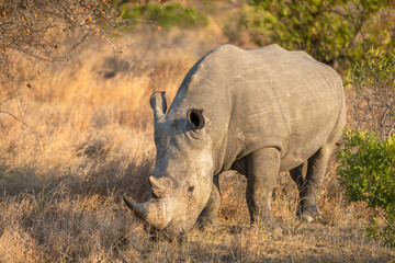 Fototapeta premium A male white rhinoceros (Ceratotherium simum) in the early morning light, Timbavati Game Reserve, South Africa.