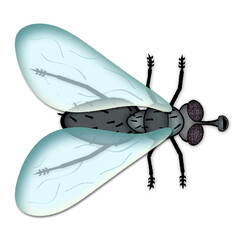 Illustration of a fly on a white background
