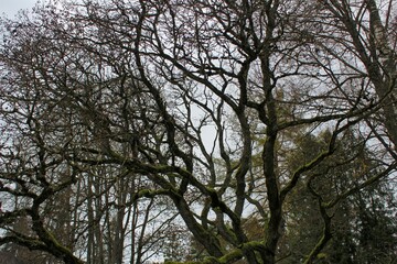 bare tree