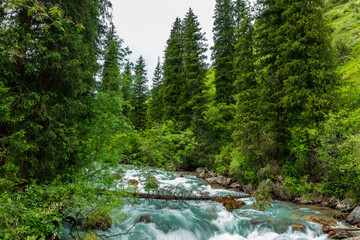 stream in the forest