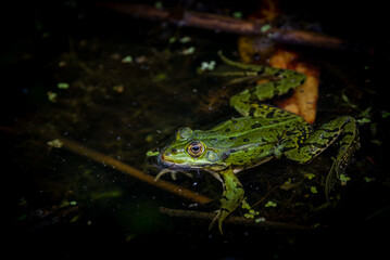 Grenouille dans la mare