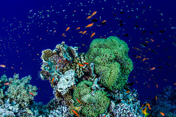 Naklejka na ściany i meble Bunte Fische in tropischem Korallenriff