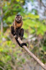 A capuchin monkey at the top of a branch