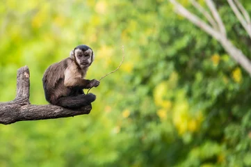 Zelfklevend Fotobehang A capuchin monkey sitting on a branch © Marcos