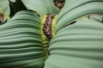 Close up of Welwitschia mirabilis. Cactus plant pattern wallpaper. Succulent plant patterns. Details of a succulent leaves.