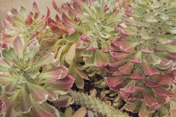 Close up of Euphorbia. Cactus plant pattern wallpaper. Succulent plant patterns. Details of a succulent leaves.