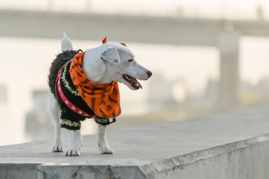 A dog of the Jack Russell terrier breed. Portrait of a Jack Russell terrier with a red scarf around his neck.