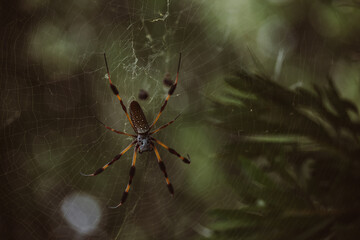 Banana Spider