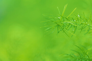Nature of green leaves in garden at summer with sunlight. Natural green leaf plants using as spring background environment ecology or greenery wallpaper.