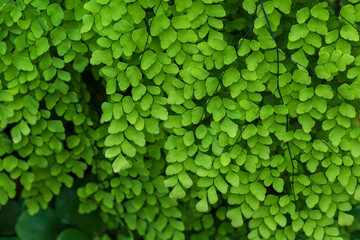 Nature of green leaves in garden at summer with sunlight. Natural green leaf plants using as spring background environment ecology or greenery wallpaper.