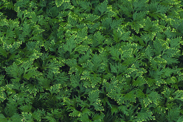 Nature of green leaves in garden at summer with sunlight. Natural green leaf plants using as spring background environment ecology or greenery wallpaper.
