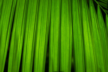 Nature of green leaves in garden at summer with sunlight. Natural green leaf plants using as spring background environment ecology or greenery wallpaper.