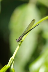 Damselfly on a stem in the Intag Valley, outside of Apuela, Ecuador