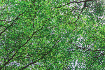 Nature of green leaves in garden at summer with sunlight. Natural green leaf plants using as spring background environment ecology or greenery wallpaper.