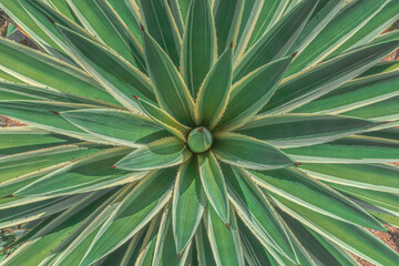 Close up of agave. Cactus plant pattern wallpaper. Succulent plant patterns. Details of a succulent leaves.