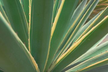 Close up of agave. Cactus plant pattern wallpaper. Succulent plant patterns. Details of a succulent leaves.