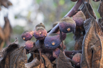 Spoiled and rotten figs on tree. Harvest problem because of dry summer