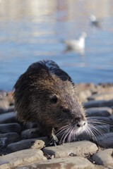 Prague, water otter