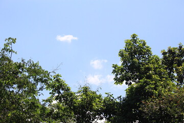 Tropical forest trees with a blue sky background