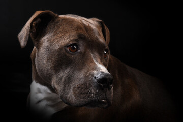 Obraz premium staffordshire bull terrier