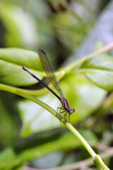 Damselfly on a stem in the Intag Valley, outside of Apuela, Ecuador