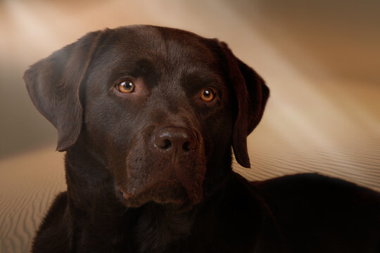 Chocolate Labrador Retriever