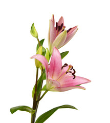 Obraz premium A lily flowers decorating on white background