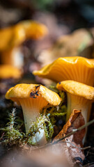 mushrooms in the forest