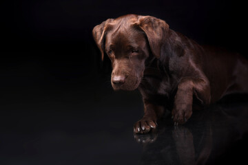 brown labrador retriever