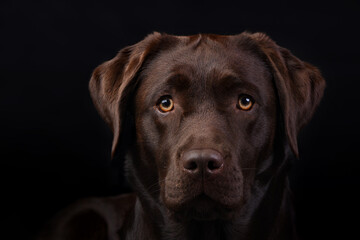 chocolate labrador retriever