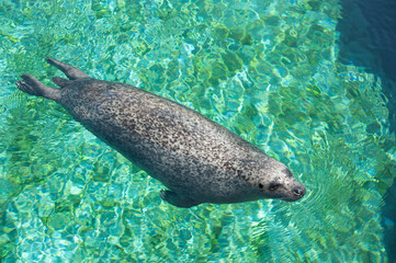 Diving picture of Mediterranean monk seal.