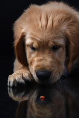 portrait of a retriever