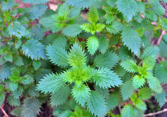 In nature grows stinging nettles (Urtica urens)