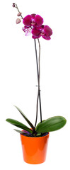 Orchid Phalaenopsis in orange pot isolated