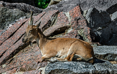 Young markhor female on the rock. Latin name - Capra falconeri	
