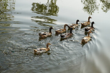 Group of Ducks running way in the frsh water pond