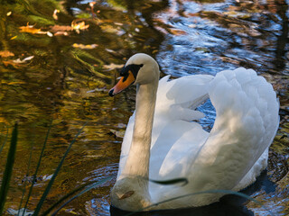 swan on the lake