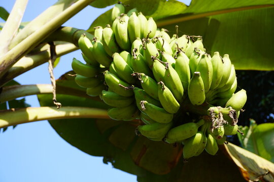 Banana tree with a bunch of growing unmature green bananas