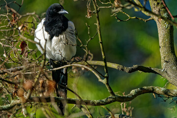 Magpie photographed with a telephoto lens.