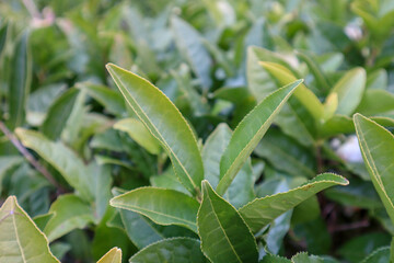 close up of green tea leaves background