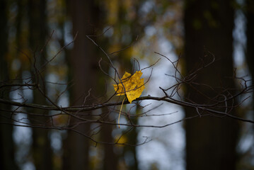 AUTUMN - Colorful maple leaf in the branches of park trees
