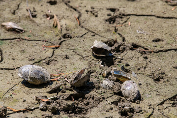 Dead dried-up river shore with molluscs shell and snails. Ecological disaster.