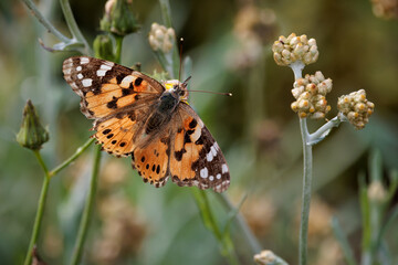 Obraz premium Butterfly in their natural environment.