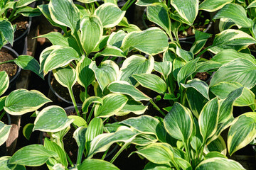 Seedling of Hosta plant close-up. Variegated Liberty Hosta