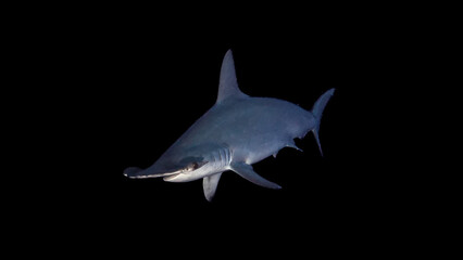 Obraz premium Unterwasser