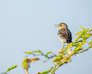 A Wagtail resting on a bush tree